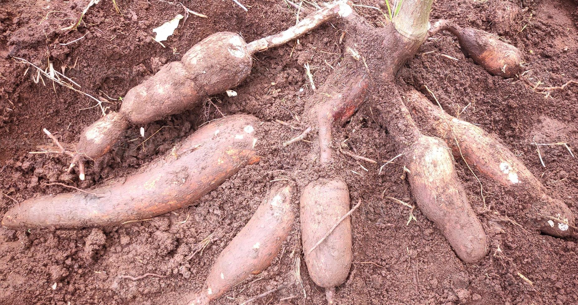 agricultor colhe uma planta de mandioca no campo de arroz durante o dia, a mandioca é uma raiz de tubérculo que cresce exuberantemente na indonésia foto