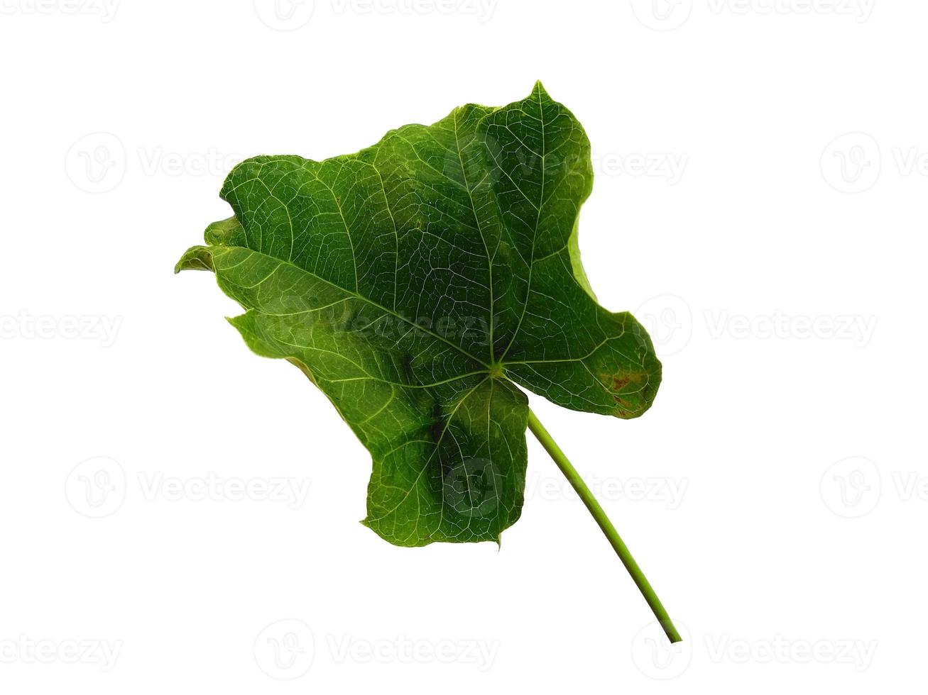 folha verde de ricinus communis sobre fundo branco foto