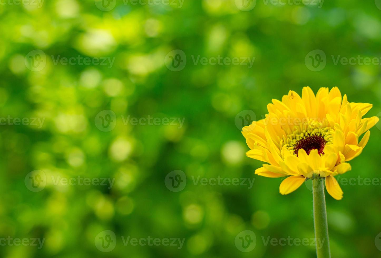 flor amarela em um fundo desfocado. foco seletivo foto