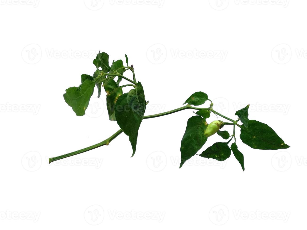 árvore de pimenta ou árvore de pimentão com folha verde. folhas de pimentão ou capsicum annuum em fundo branco foto