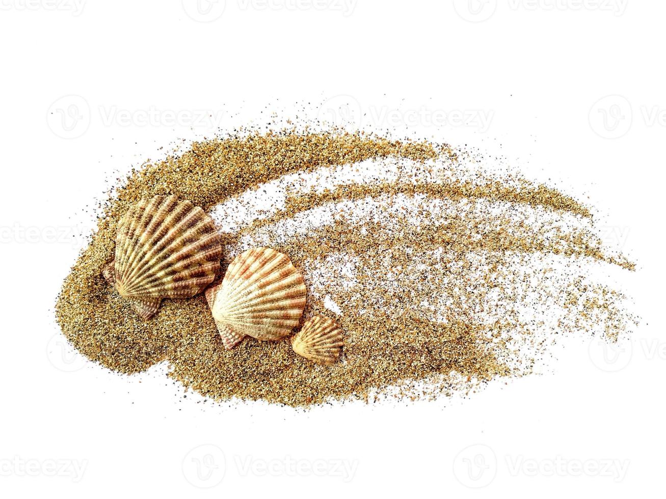 conchas do mar e praia de areia foto