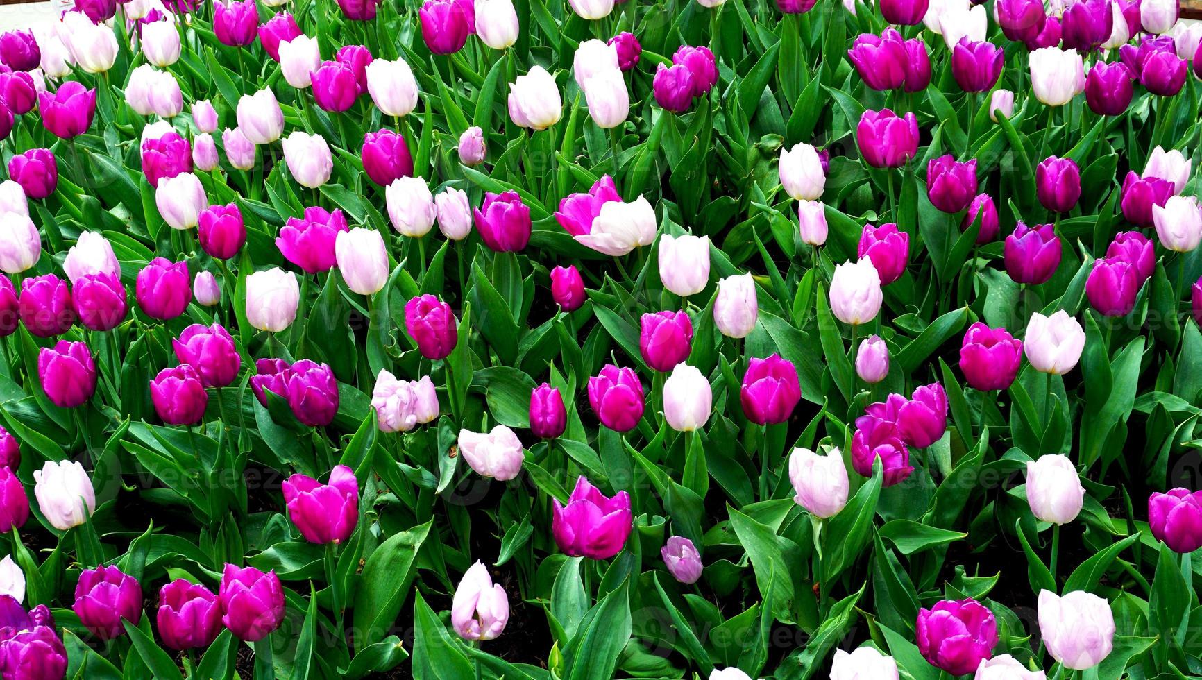 campo de flores de tulipa rosa e roxo no verão, europa foto