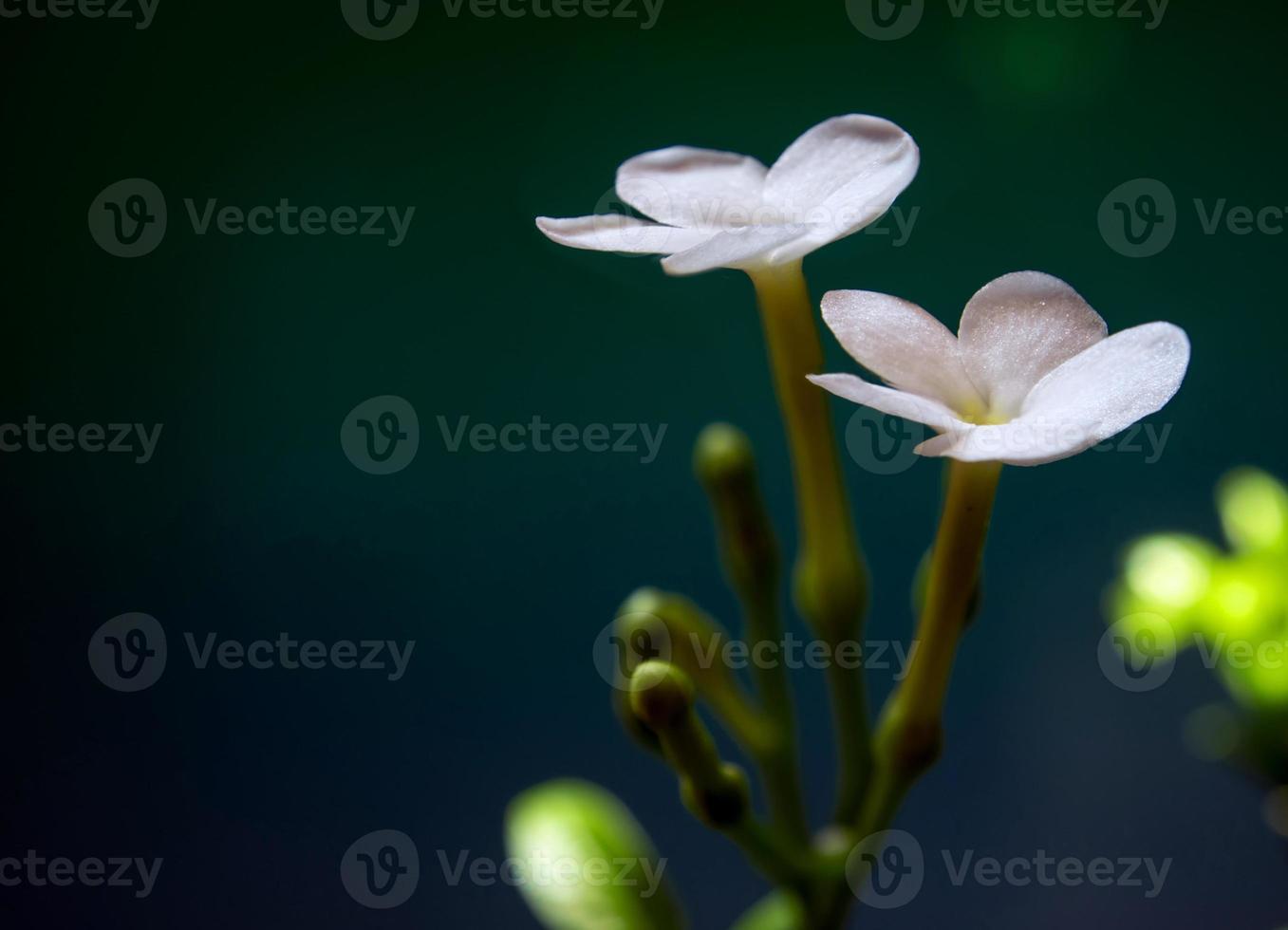 flores brancas, pequenas e frágeis, jasmim crepe gerdenia foto