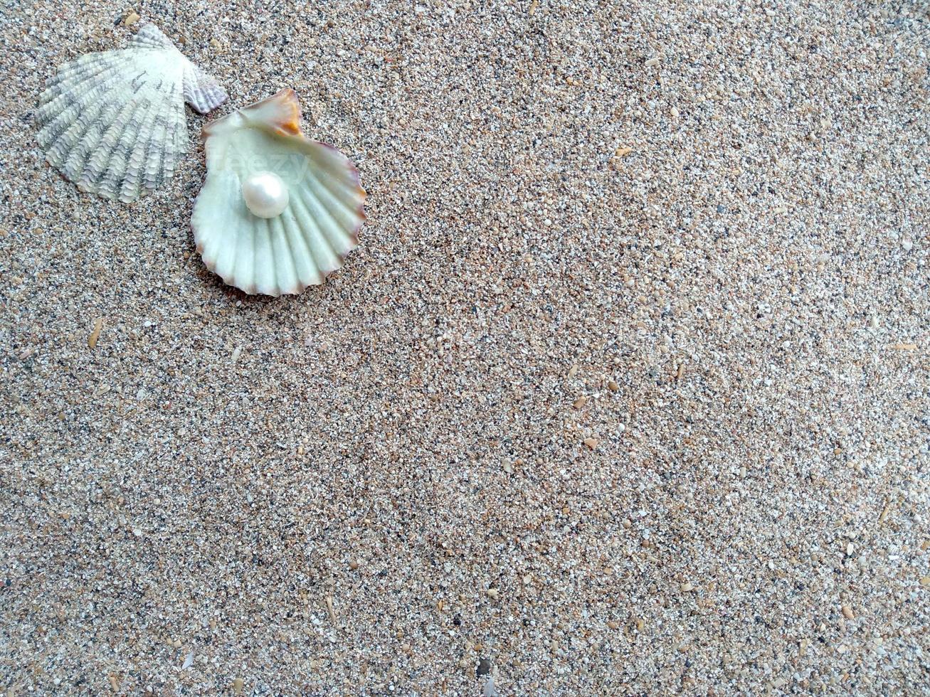 concha do mar com uma pérola na areia foto