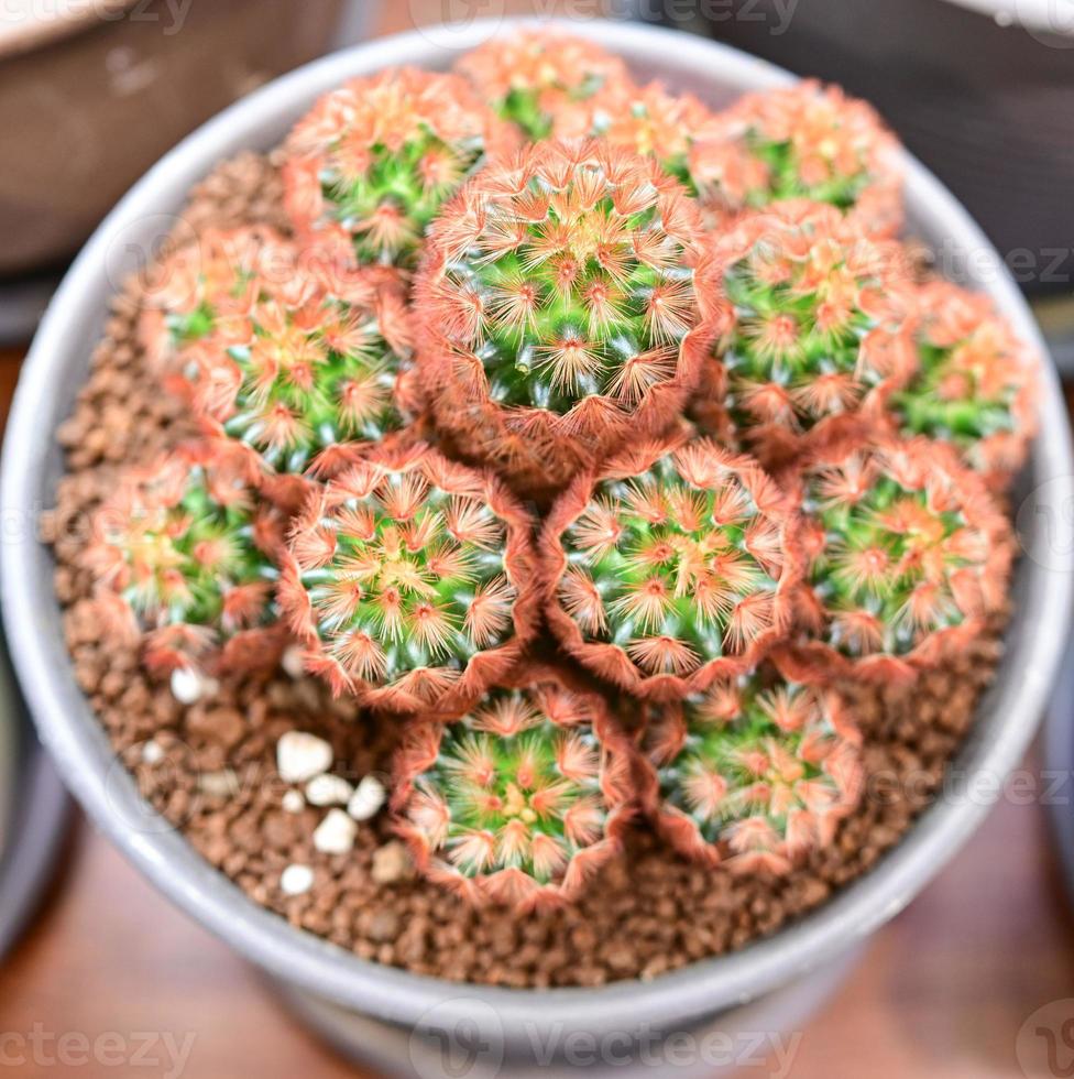 cactos, plantas do deserto, plantas ornamentais, plantas em vasos, plantas tolerantes à seca. foto