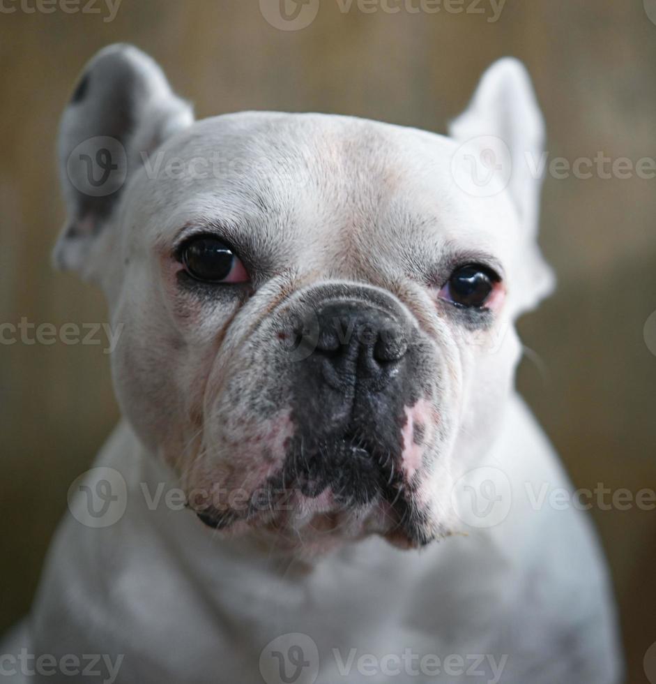 cara de cachorro, buldogue francês, cachorro branco, rosto enrugado, foco de rosto de close-up. foto