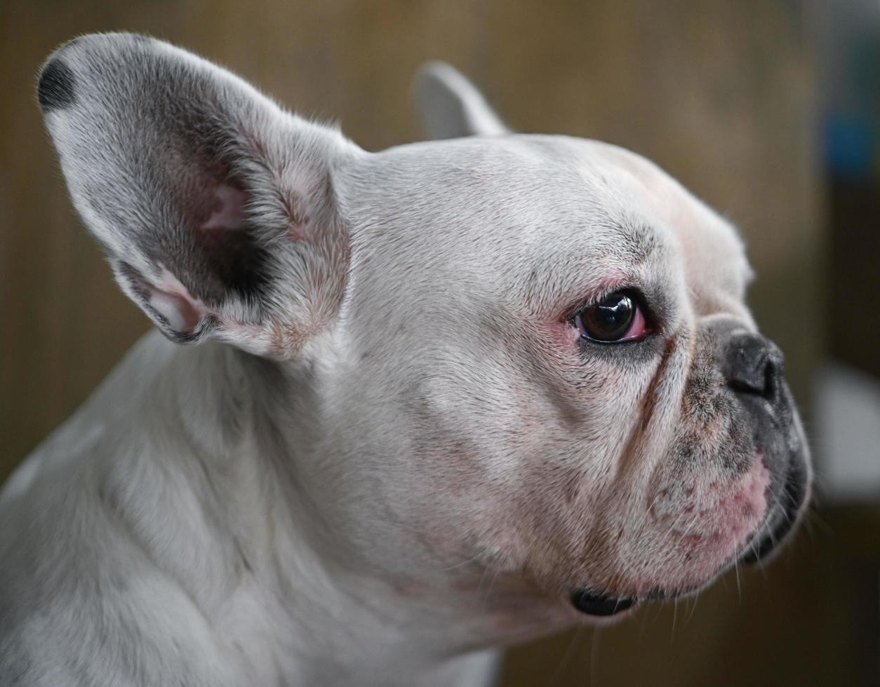 cara de cachorro, buldogue francês, cachorro branco, rosto enrugado, foco de rosto de close-up. foto