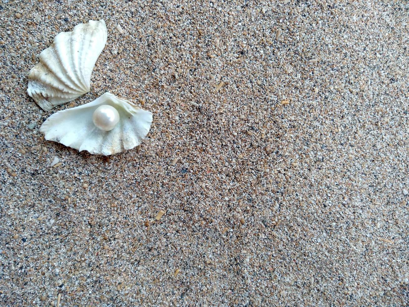 concha com uma pérola na areia da praia foto