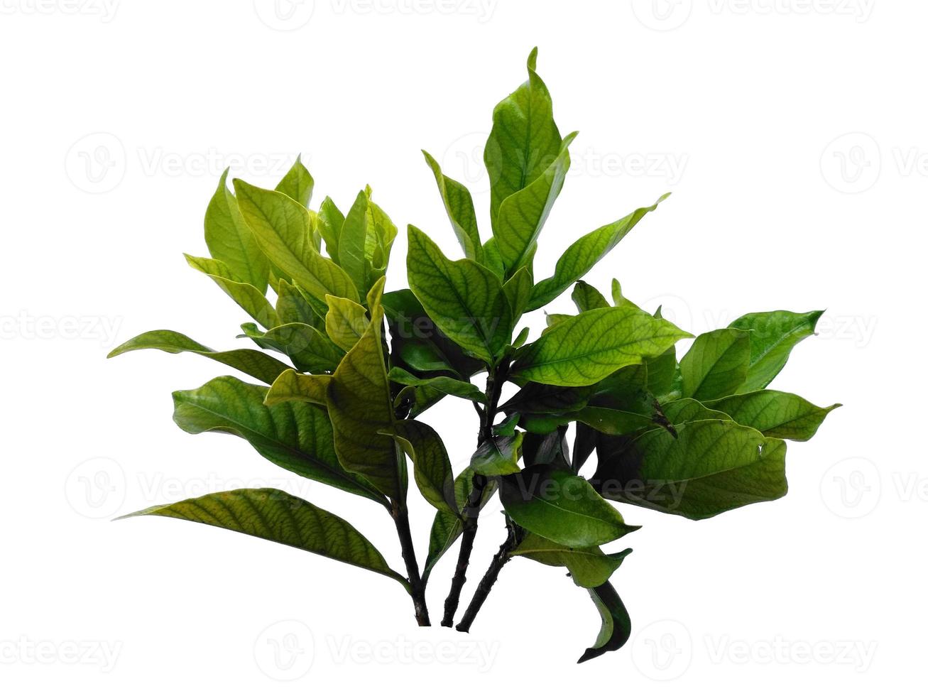 kacapiring ou gardênia augusta ou folhas de jasmim do cabo isoladas no fundo branco foto