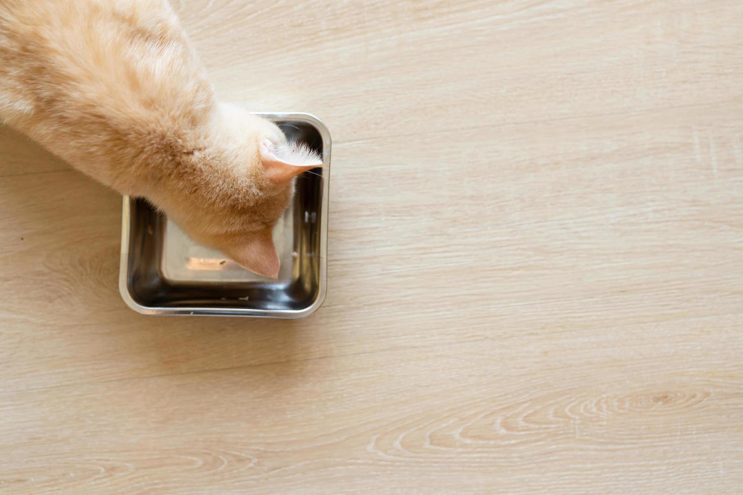 vista superior, gato vermelho visto de cima comendo ração em um piso de madeira. gatinho laranja come de uma tigela dentro de casa foto