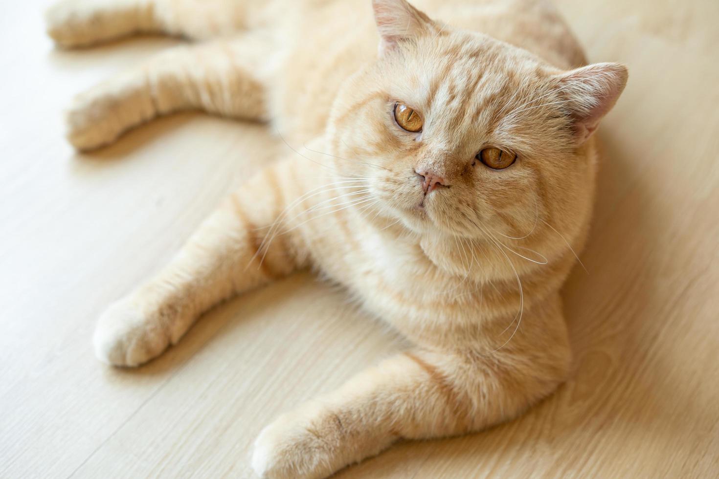 gato com cabeça inclinada dentro de casa. gato está olhando para a câmera. retrato de um gato com olhos amarelos. foto