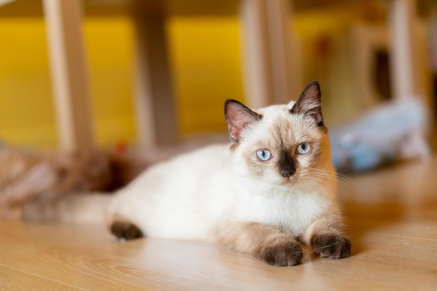 gato com cabeça inclinada dentro de casa. gato está olhando para a câmera. retrato de um gato com olhos amarelos. foto