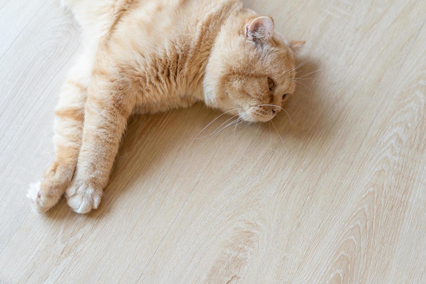 gato dormindo em uma mesa de madeira. gato dormindo foto