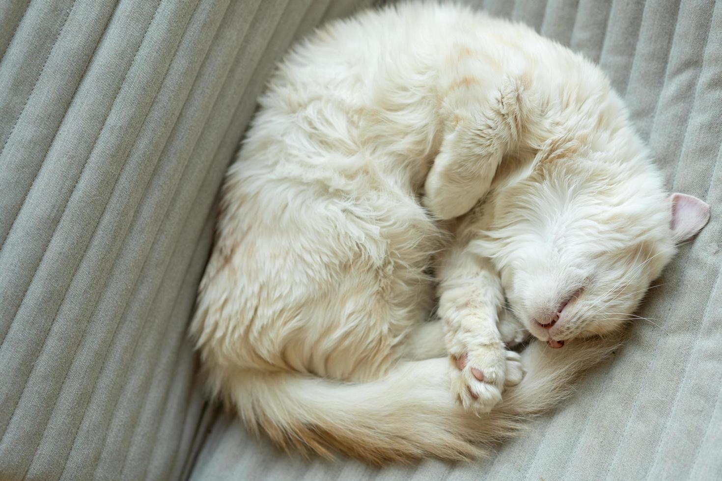 gato engraçado deitado no sofá. gato está dormindo no sofá cinza. gato malhado dormindo engraçado e brincalhão. foto