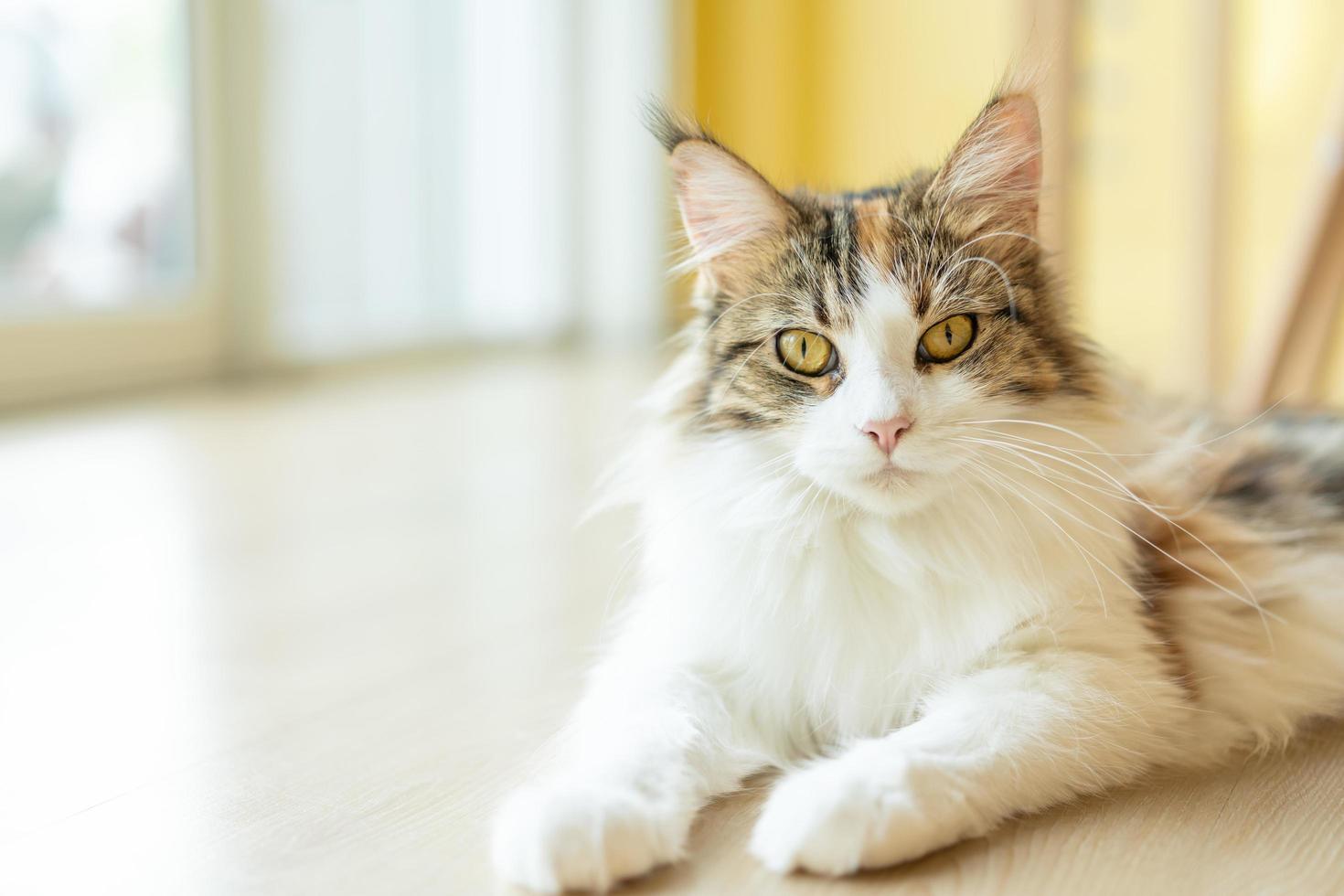 gato com cabeça inclinada dentro de casa. gato está olhando para a câmera. retrato de um gato com olhos amarelos. foto