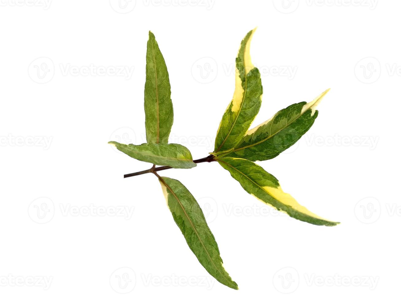 folha verde isolada no fundo branco foto