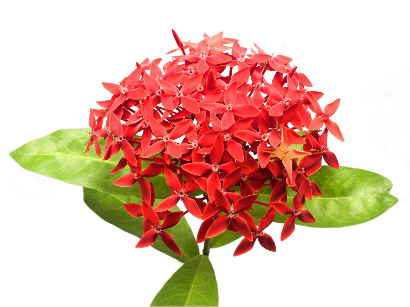 ixora vermelha, jasmim da Índia Ocidental. foto