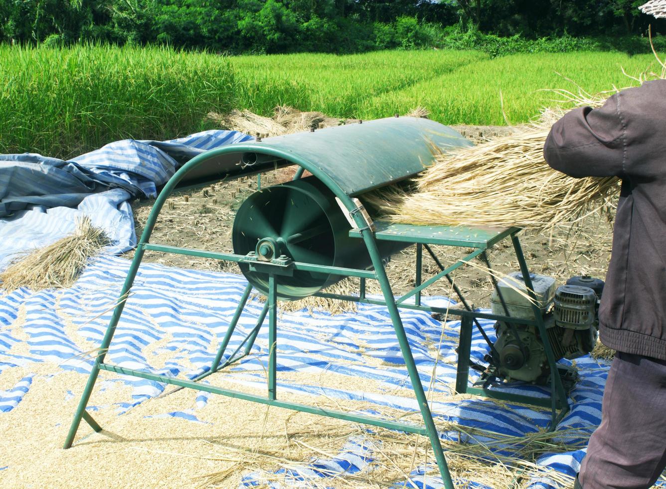 a colheita dos agricultores no norte da Tailândia. foto