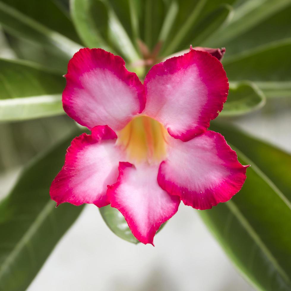 fundo floral. flor tropical rosa adenium. Rosa do Deserto. foto