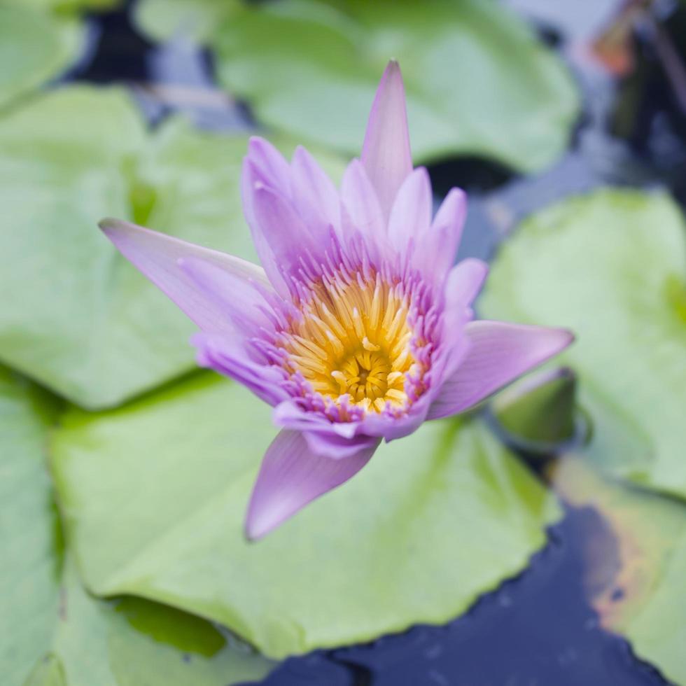 flor de lótus na lagoa. foto