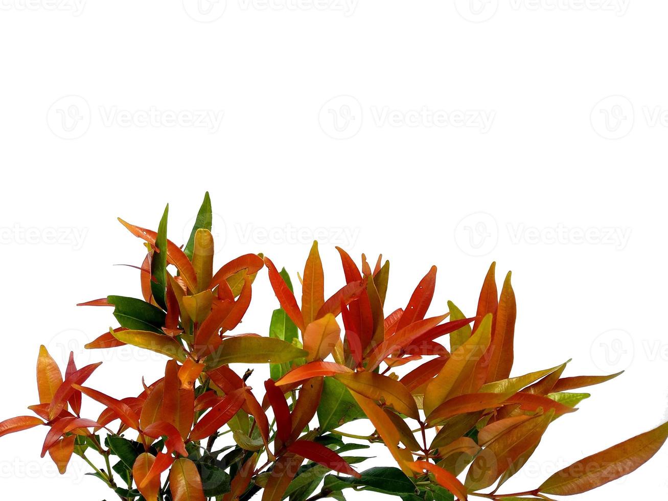 folhas de syzygium oleana em fundo branco foto
