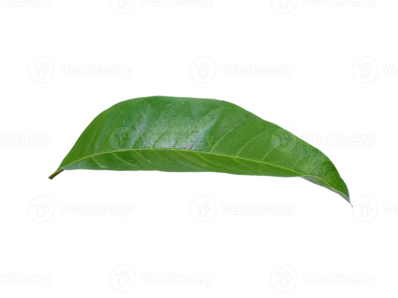 folha de magnólia champaca verde sobre fundo branco foto