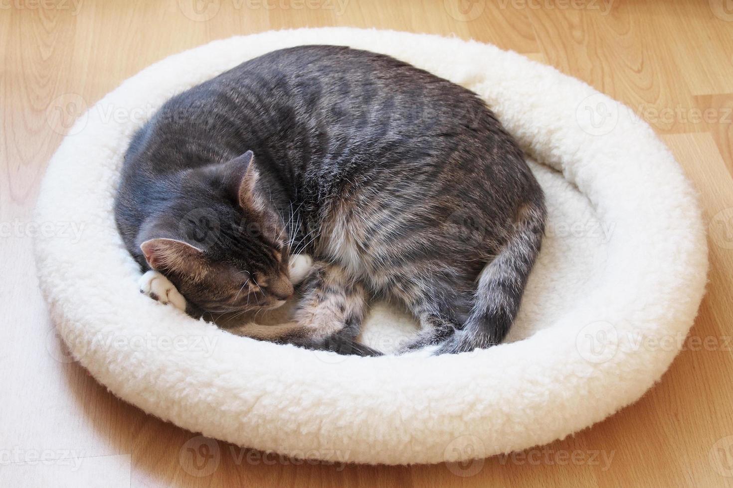 gato de estimação dormindo na cama de gato enrolado em uma bola foto