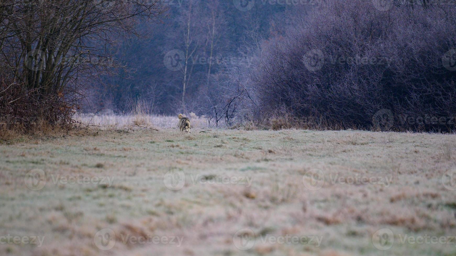 caminhada husky e corrida na floresta de outono, animal de estimação livre e feliz. foto