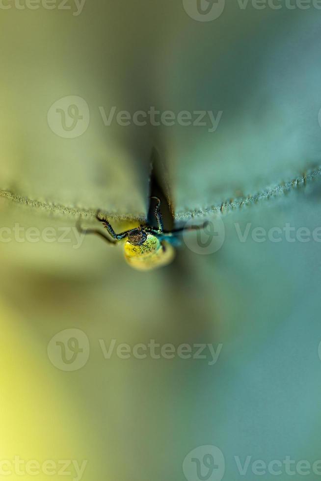 pequeno besouro verde na superfície de madeira foto