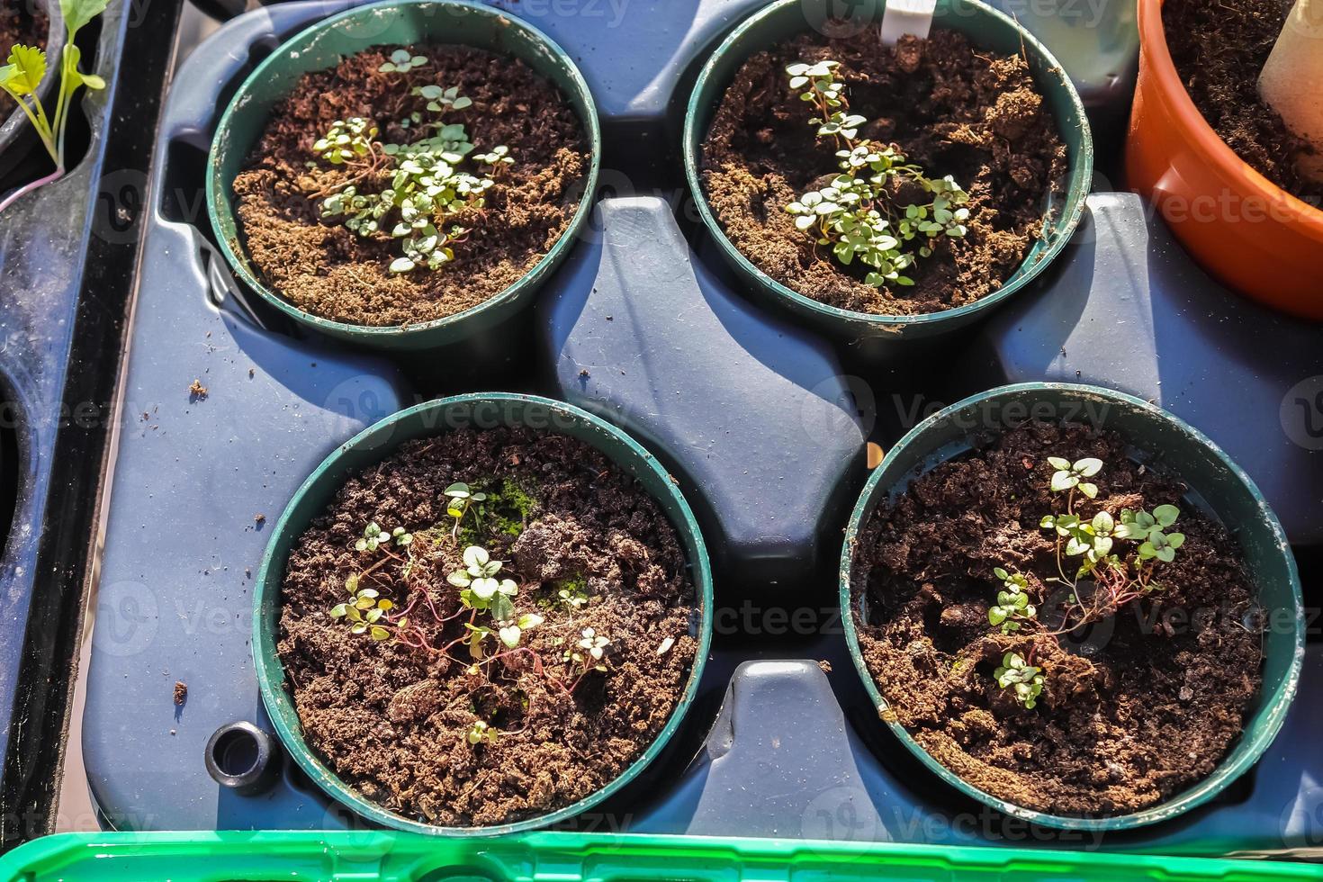 conceito de jardinagem. mudas verdes frescas crescendo em pequenos vasos. foto