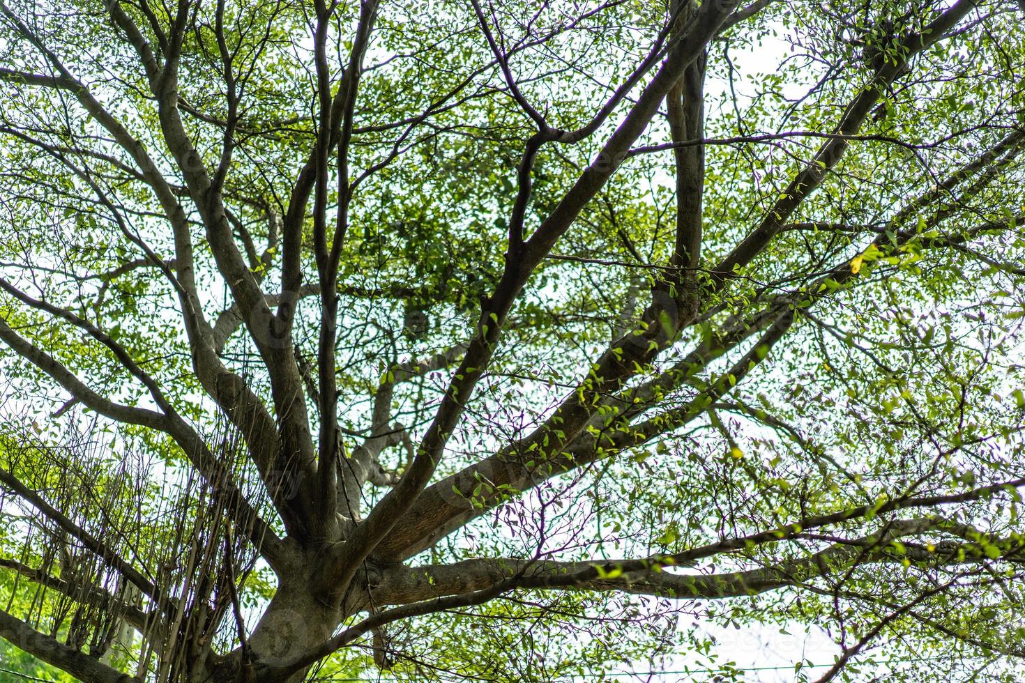 desfoque grande galho de árvore e folha para fundo verde natureza. foto