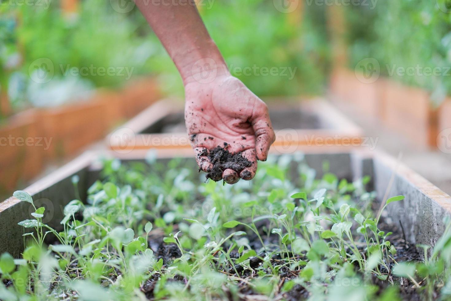 a mão do homem asiático segurando um pouco de solo acima das mudas que ele planta sozinho no jardim. foto