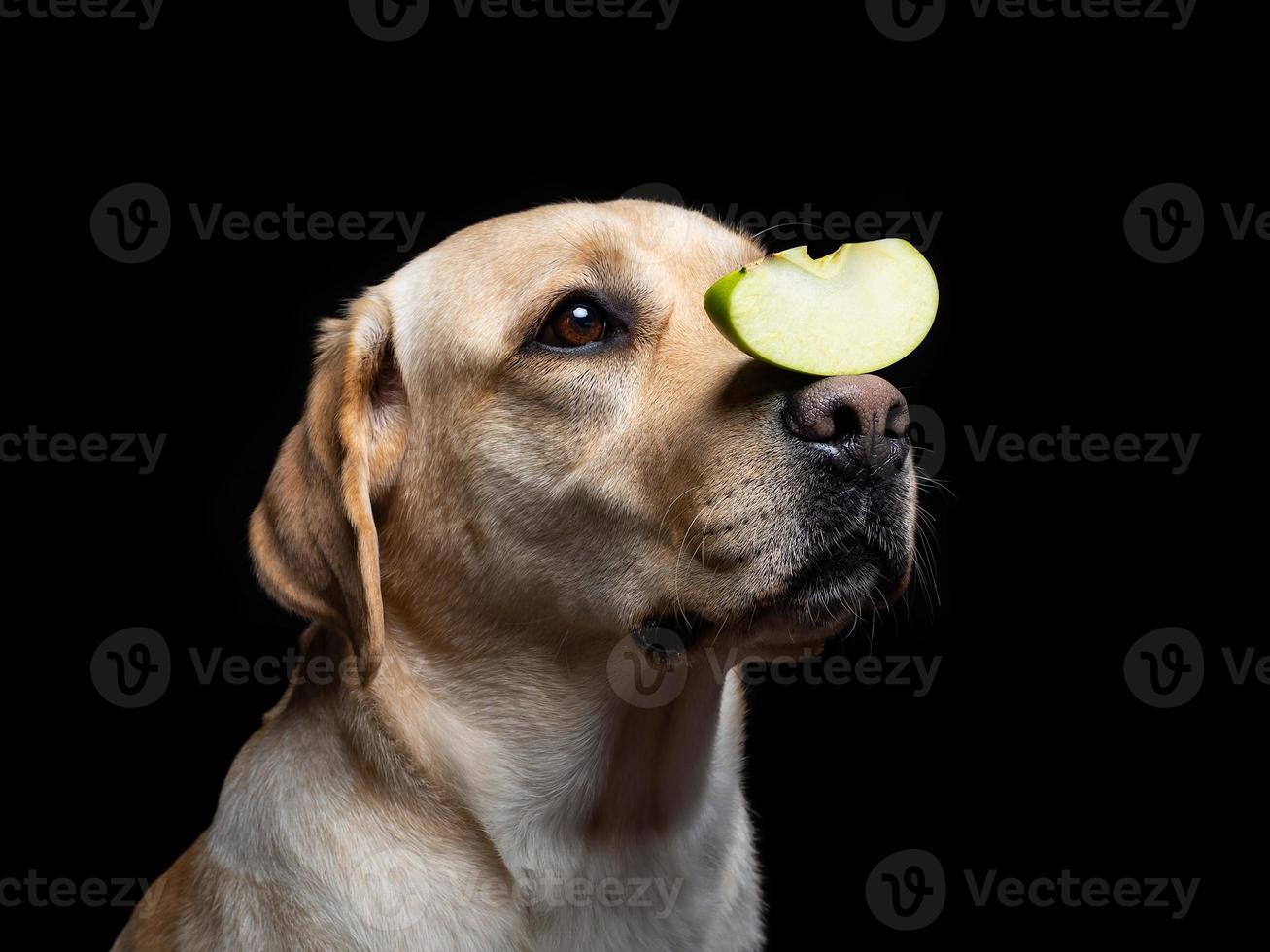 retrato de um cão labrador retriever com uma fatia de maçã no nariz. foto