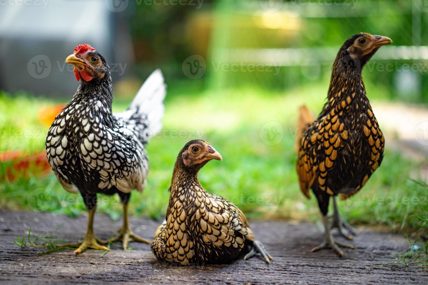 três postes inteligentes de frango sebright em um piso de madeira no jardim doméstico do quintal ao ar livre no período da tarde. foto