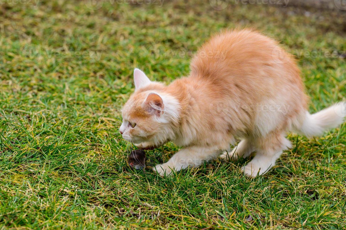 um gato vermelho pegou uma toupeira, um gato brincando com uma toupeira na grama, o campo e os animais e roedores. foto