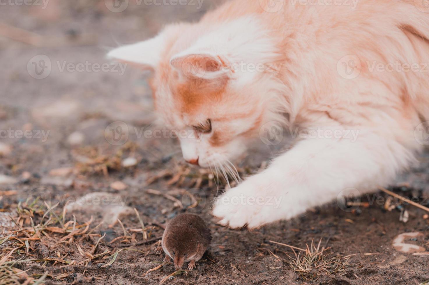 gatinho gengibre e branco com sua presa de um rato foto