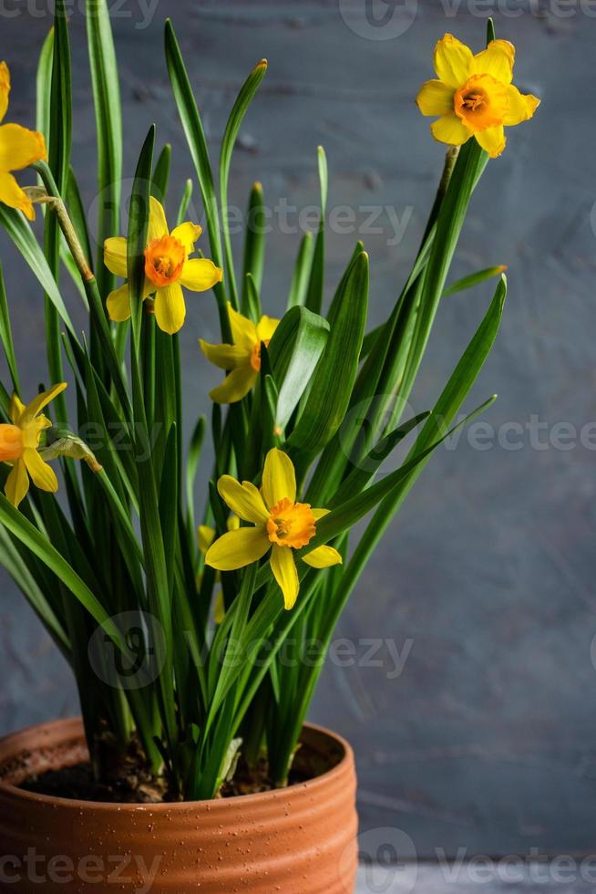 decoração sazonal com vaso de flores de narcisos foto