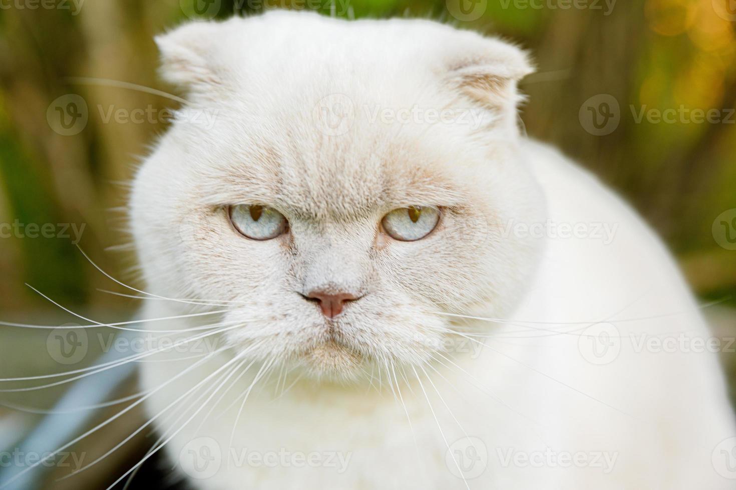 retrato engraçado de gatinho branco doméstico de cabelos curtos sobre fundo verde do quintal. gato britânico andando ao ar livre no jardim em dia de verão. conceito de saúde e animais de cuidados com animais de estimação. foto