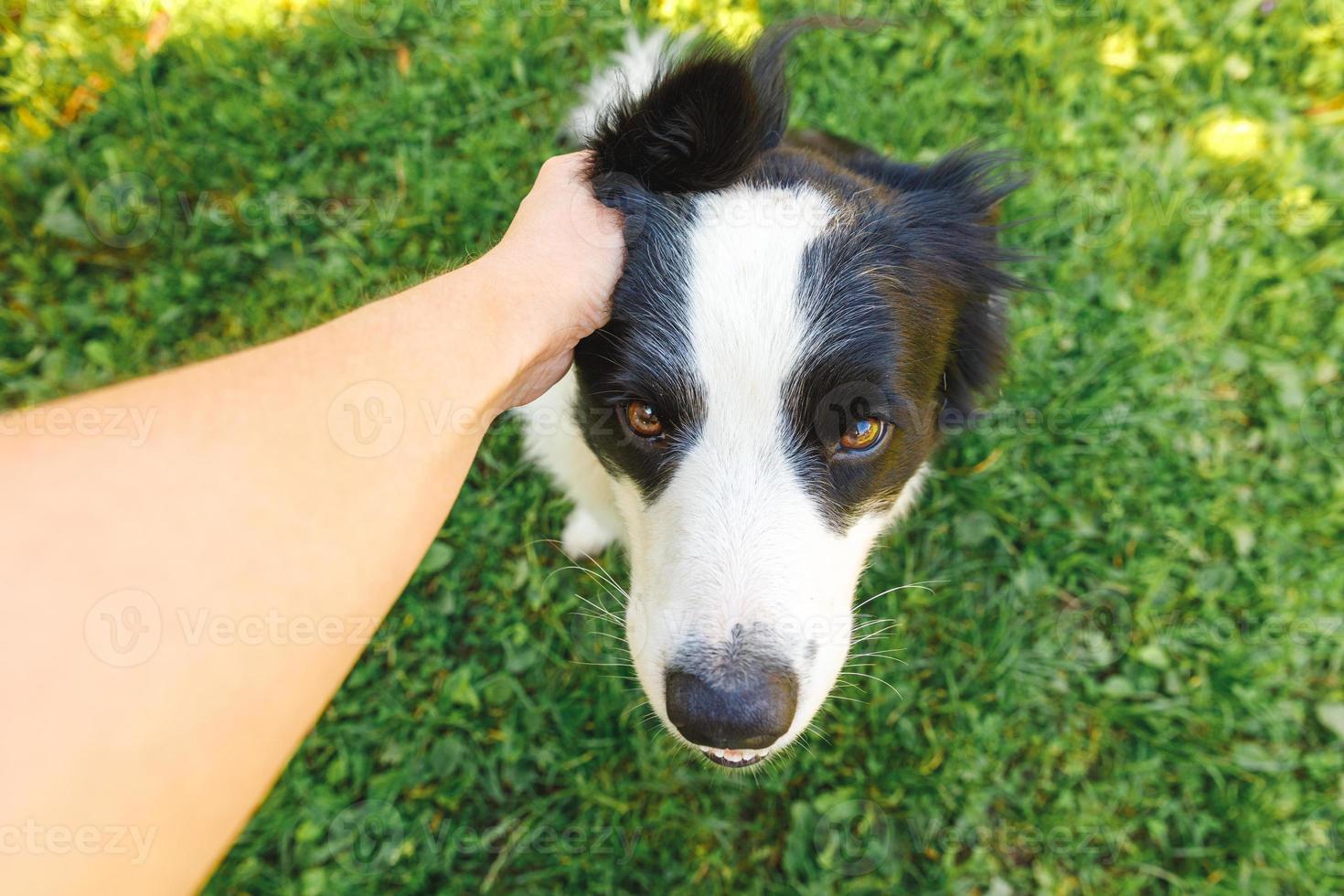 mão de mulher acariciando cachorrinho border collie no jardim de verão ou parque da cidade ao ar livre. feche o retrato do cão. dono brincando com amigo cachorro. amor pelo conceito de equipe de apoio de amizade de animais de estimação. foto