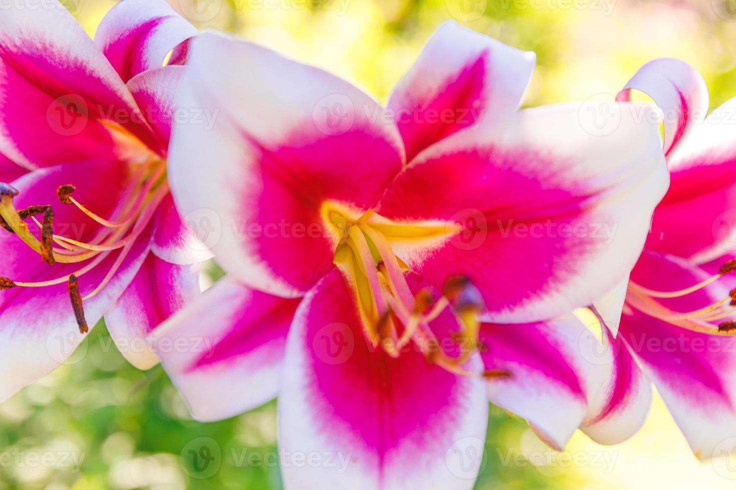 linda flor de lírio branco rosa close-up detalhe no horário de verão. fundo com buquê de flores. jardim ou parque de florescência de primavera floral natural inspirador. conceito de natureza ecologia. foto