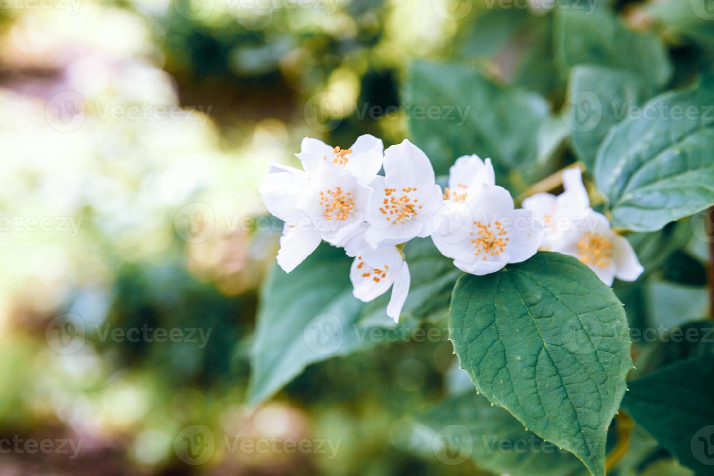 lindas flores de jasmim branco na primavera. fundo com arbusto de jasmim florido. jardim ou parque de florescência de primavera floral natural inspirador. design de arte de flores. conceito de aromaterapia. foto