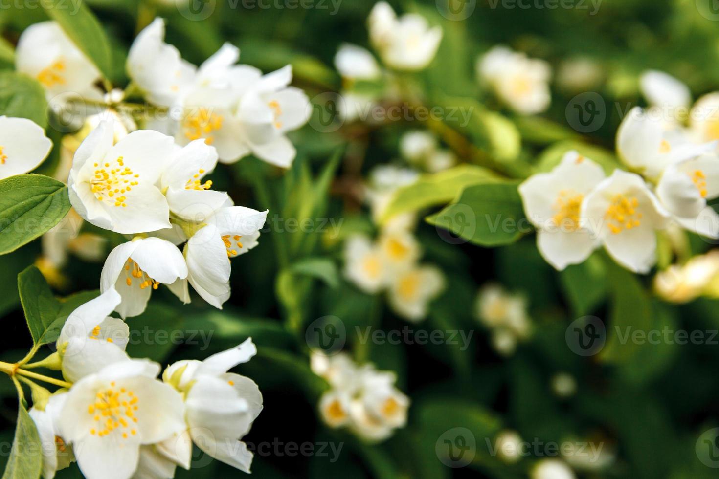 lindas flores de jasmim branco na primavera. fundo com arbusto de jasmim florido. jardim ou parque de florescência de primavera floral natural inspirador. design de arte de flores. conceito de aromaterapia. foto