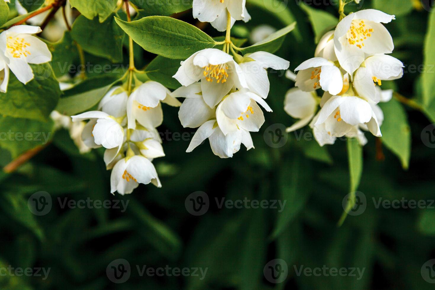 lindas flores de jasmim branco na primavera. fundo com arbusto de jasmim  florido. jardim ou parque de florescência de primavera floral natural  inspirador. design de arte de flores. conceito de aromaterapia. 7293825