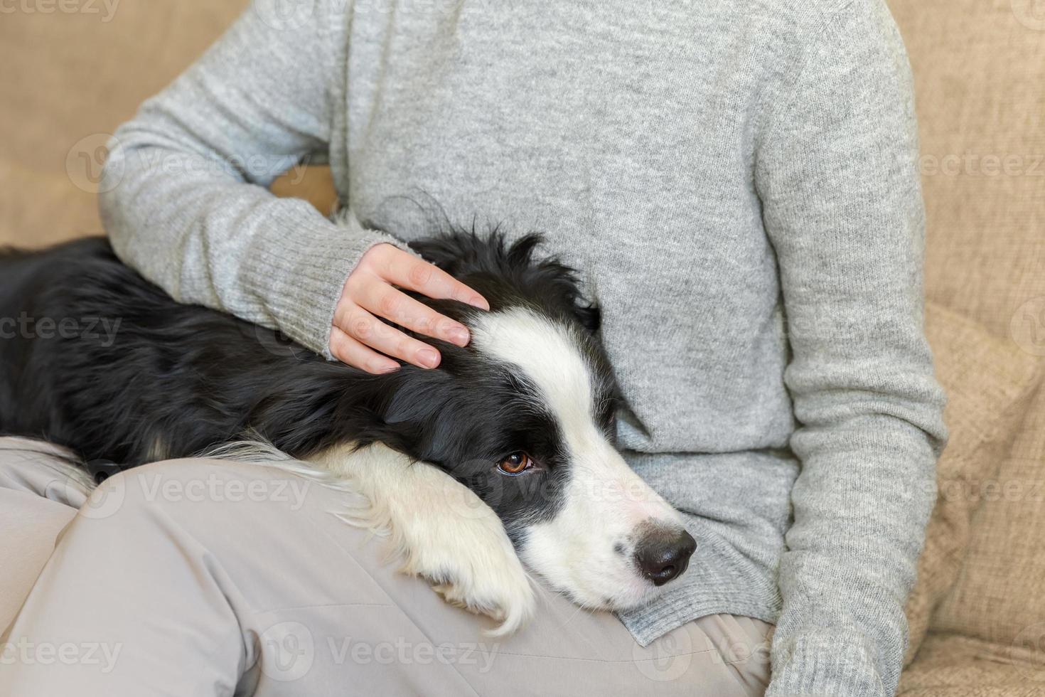 mulher irreconhecível brincando com cachorrinho fofo border collie no sofá em casa interior. garota proprietária acariciando segurando o amigo cão sentado no sofá. amor pelo conceito de equipe de apoio de amizade de animais de estimação. foto