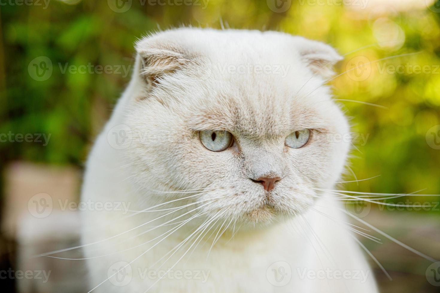 retrato engraçado de gatinho branco doméstico de cabelos curtos sobre fundo verde do quintal. gato britânico andando ao ar livre no jardim em dia de verão. conceito de saúde e animais de cuidados com animais de estimação. foto