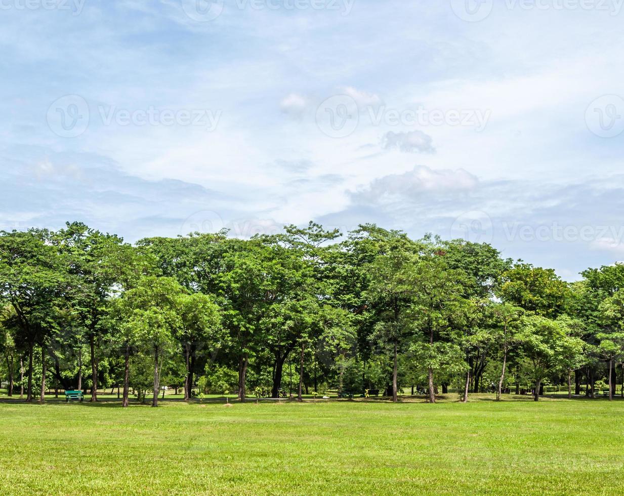 o grande gramado no parque urbano. foto