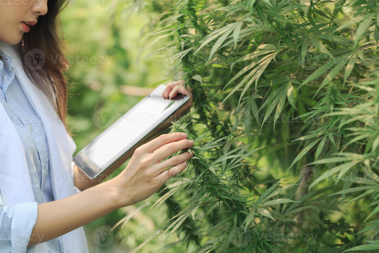 cientista feminina pesquisando plantas de cannabis. óleo de cânhamo. CDB. conceito de fitoterapia alternativa. indústria farmacêutica. foto