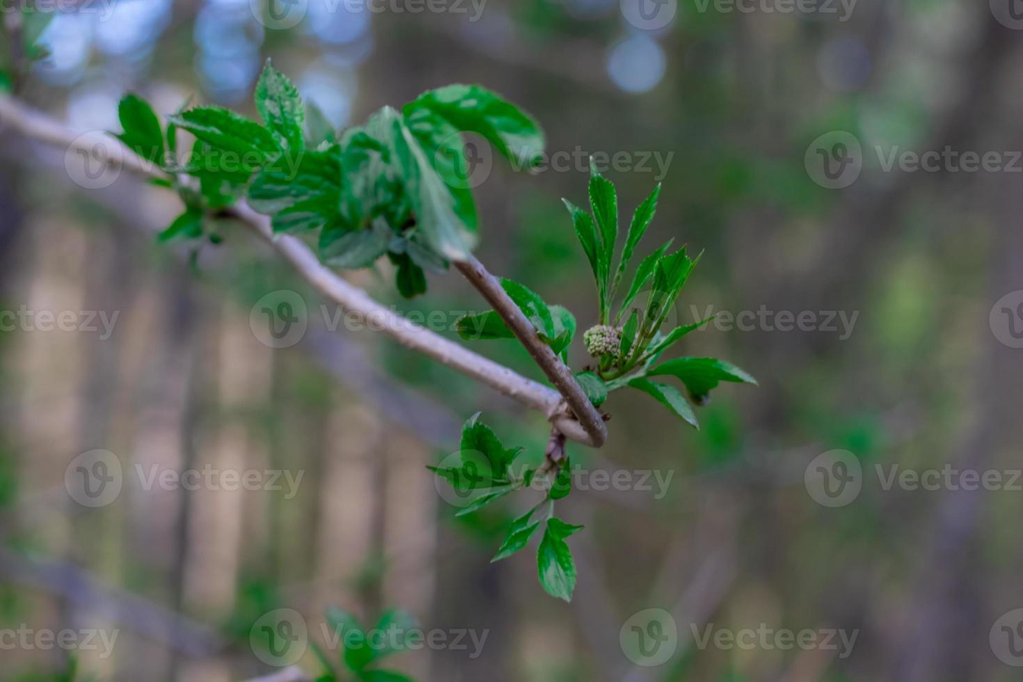 close-up de árvores de galhos em um fundo desfocado foto