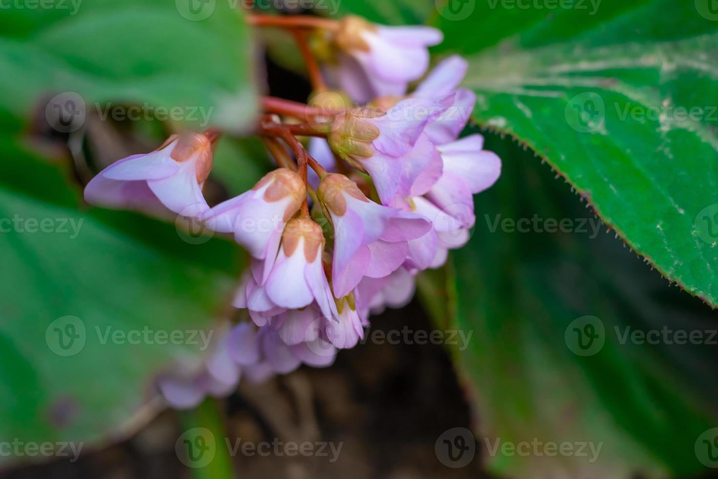 flores da floresta e plantas close-up em um fundo desfocado foto