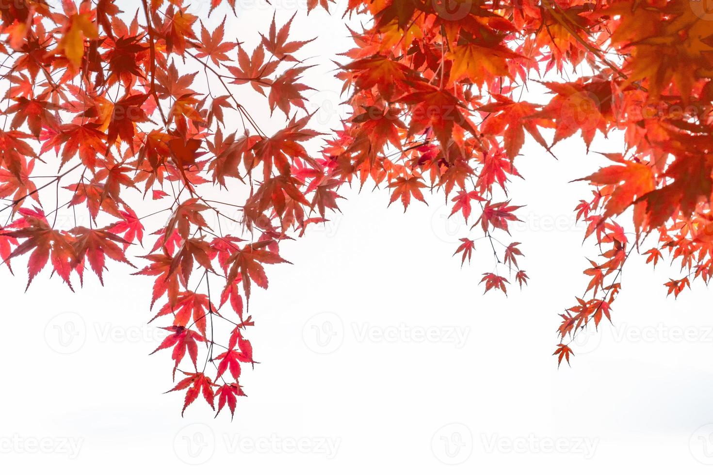 capa de folhas de bordo vermelho no fundo branco foto
